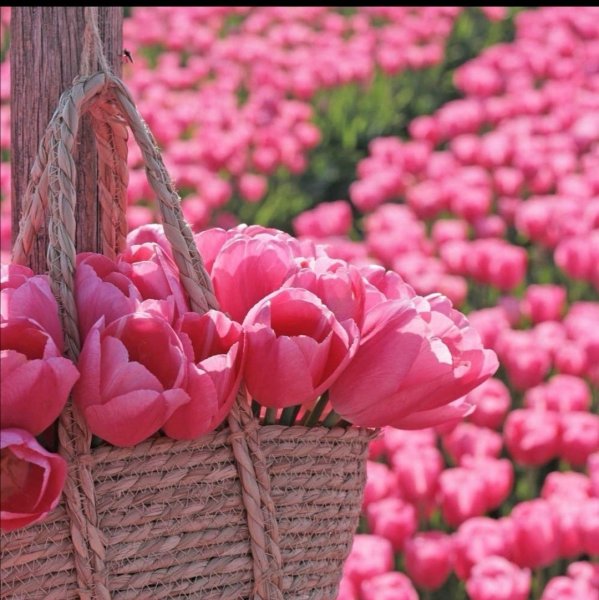 Хорошего дня и отличного Ландыши