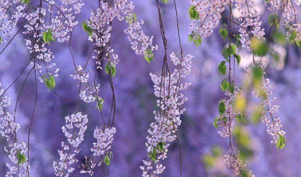 Крупные весенние цветы