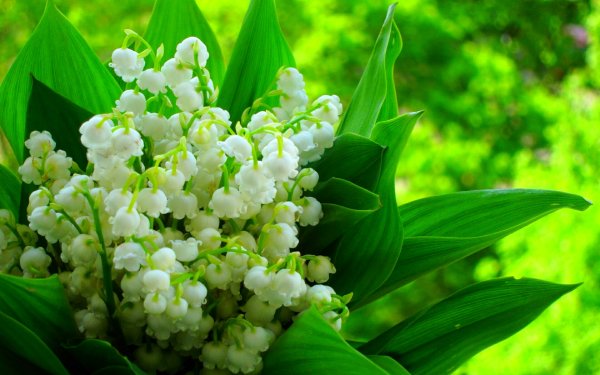 Первые цветы весны