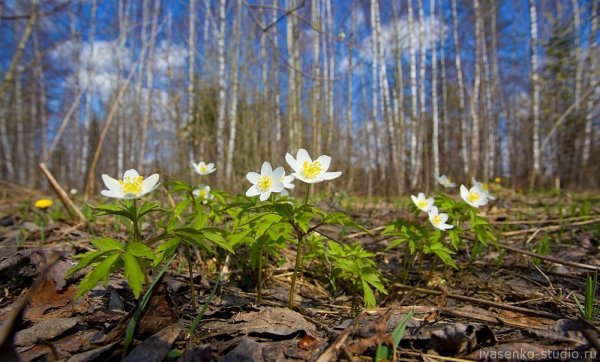 Весна в средней полосе России