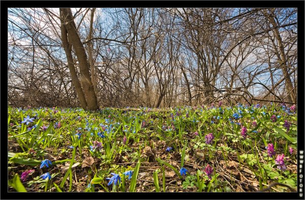 Лес первоцветов в Воронежской области