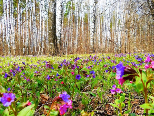 Медуница Лесная