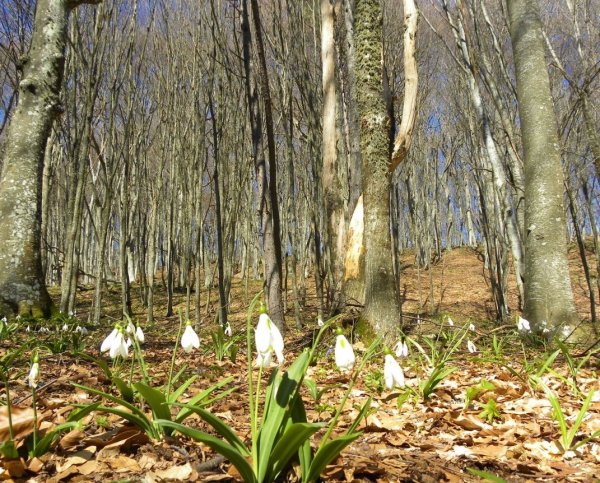 Природа Весна апрель