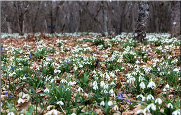 Ялта подснежники