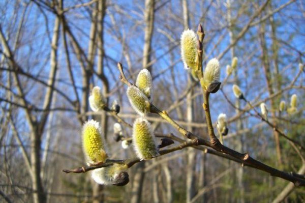 Верба в лесу весной