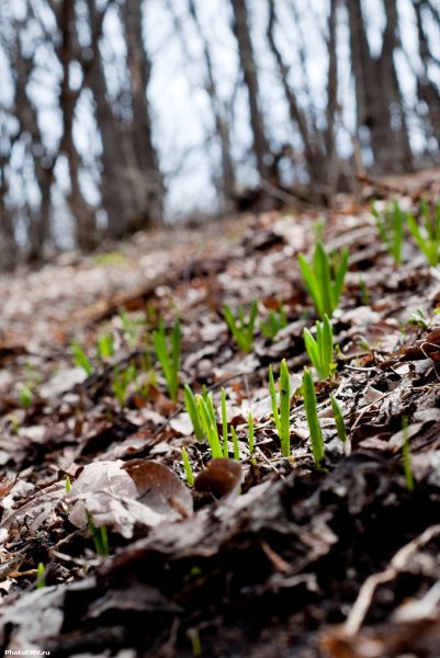 Почва весной