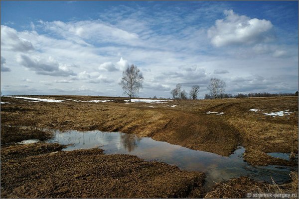 Опушка леса ранней весной