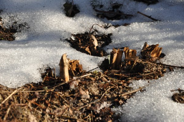 Креативная Весна