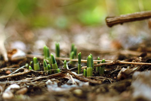 Таяние снега весной