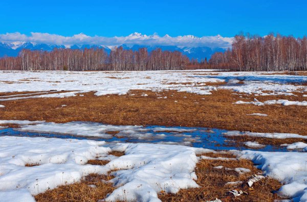 Голое дерево