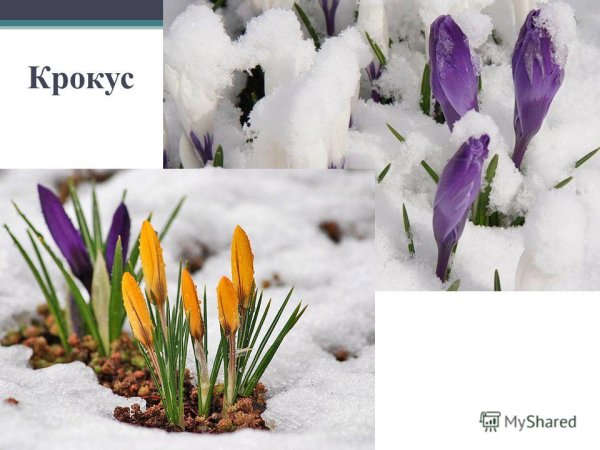 Явления весны