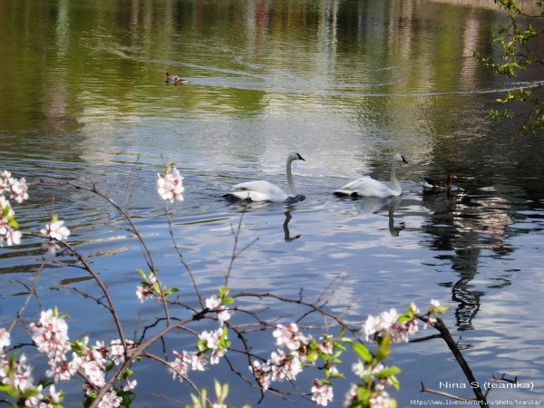 Весна природа водоем