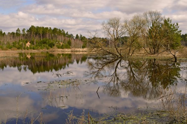 Федот ледостав (Зимородок)