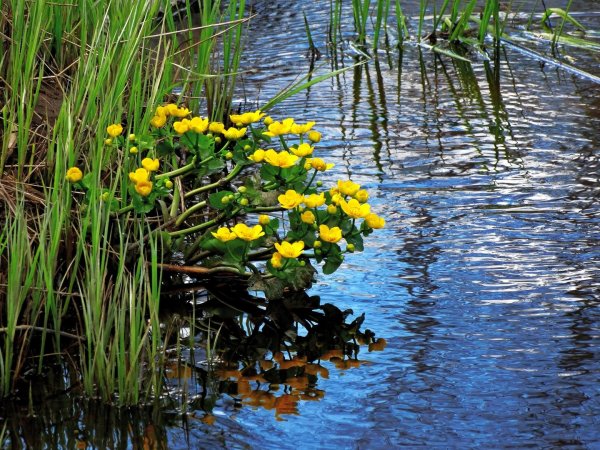 Весна природа водоем