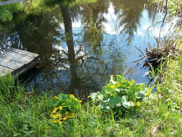 Лебеди в пруду