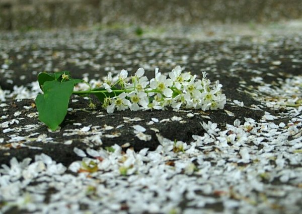 Лепестки черемухи