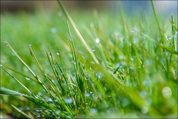 Весна травка