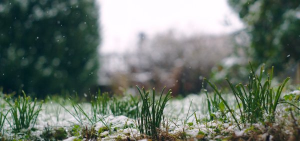 Зеленая трава под снегом