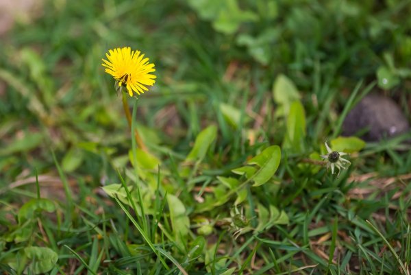 Зеленая трава весной