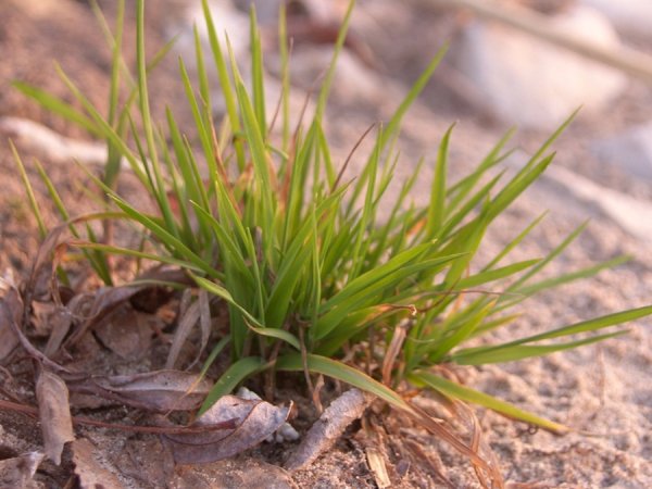 Картинки весна травка (70 фото)