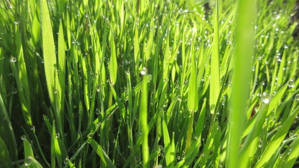 Апрельские травы