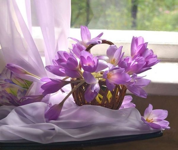 Весенние цветы и пожелания доброго дня