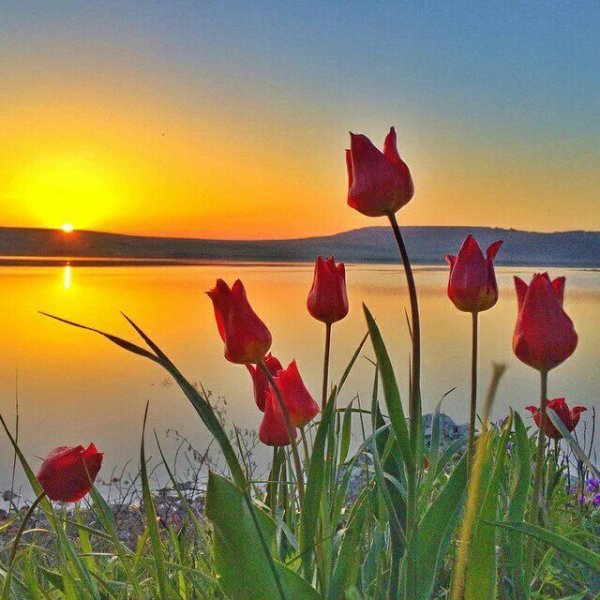 Весна чудесная пора