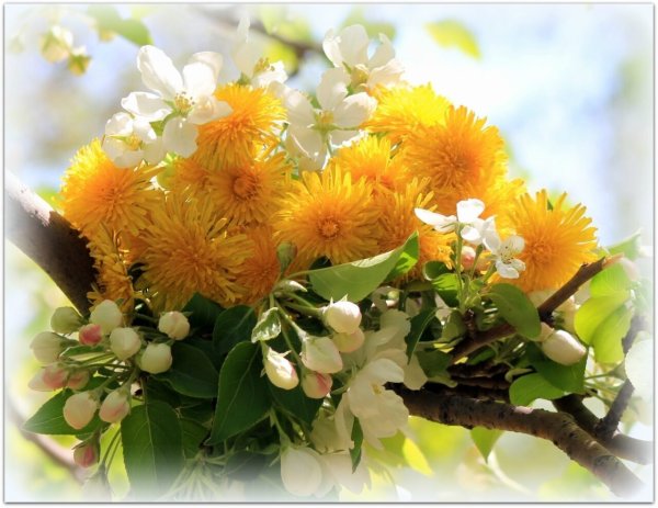 Весенние цветы