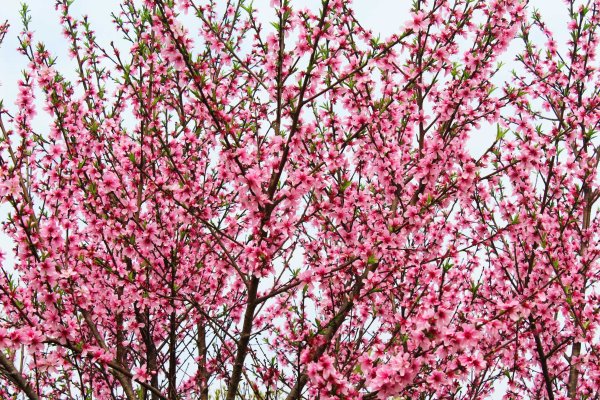 Цветущий персик / Blooming Prunus persica
