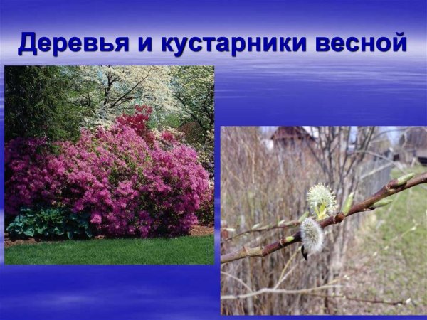 Деревья и кустарники весной