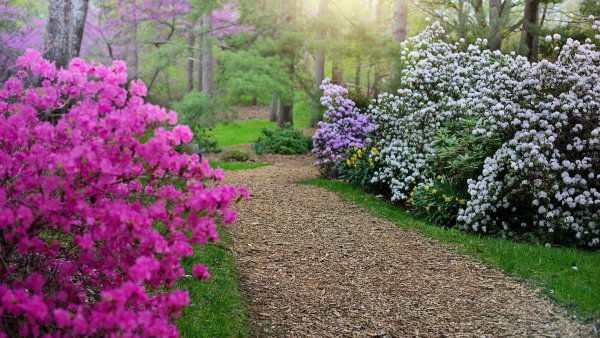 Рододендрон Даурский Живая изгородь