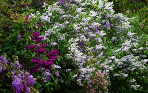 Кустарниковая сирень