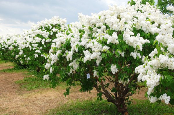 Сирень Амурская штамбовая