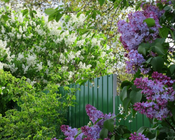 Сирень летний сад
