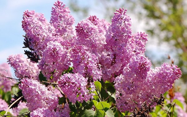 Сирень сорт Маршал бирюзов