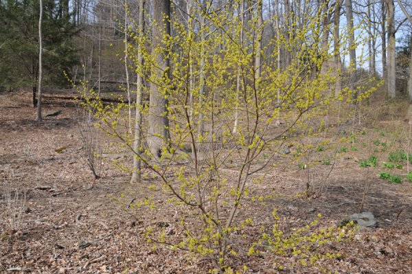 Ранние весенние кустарники