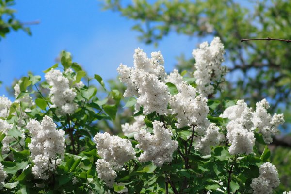 Сирень обыкновенная 'Ян Ван тол'