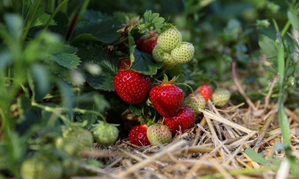 Картинки на рабочий стол клубника