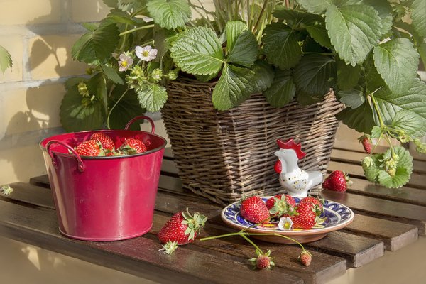 Земляника весной