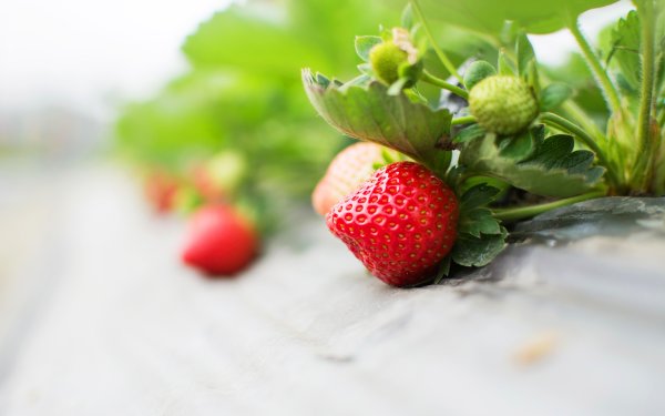 Клубника на Светлом столе