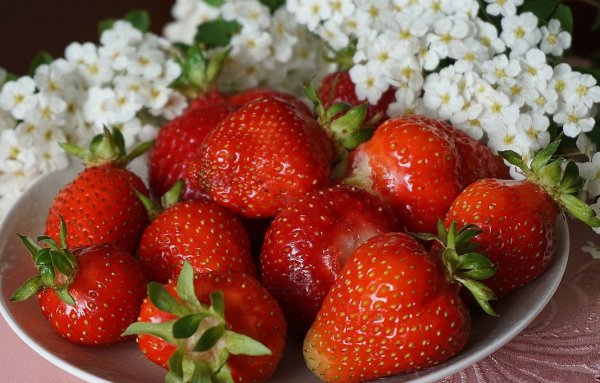 Клубника Магнус