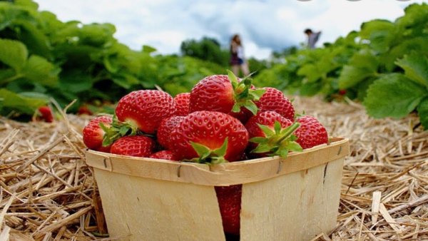 Клубника Делиз