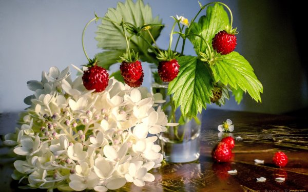 Земляника ди Боско