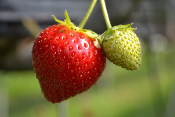 Клубника Априка