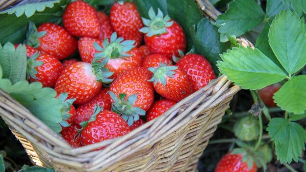 Земляника Цветущая крупным планом