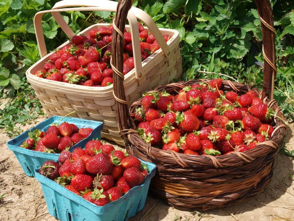 Клубника под снегом