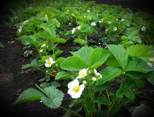 Грядки для клубники