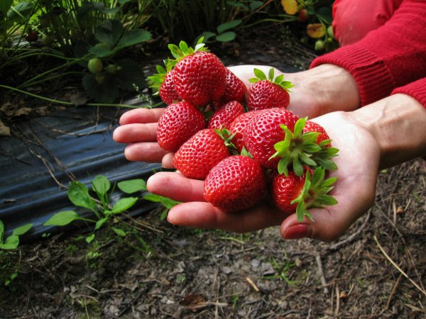 Красивая природа ягоды