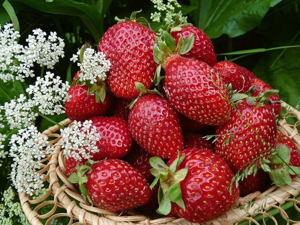 Зимняя клубника