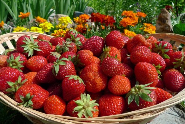 Клубника фото